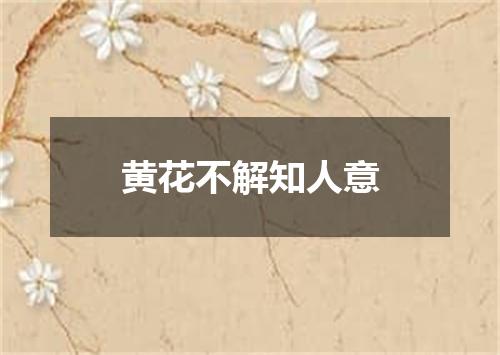 黄花不解知人意