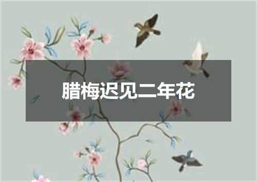 腊梅迟见二年花