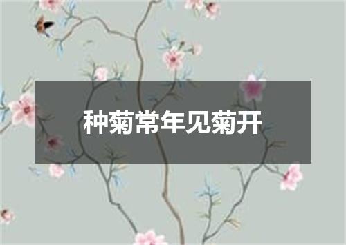 种菊常年见菊开