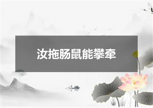 汝拖肠鼠能攀牵