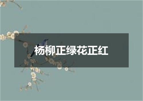 杨柳正绿花正红