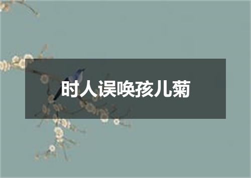 时人误唤孩儿菊