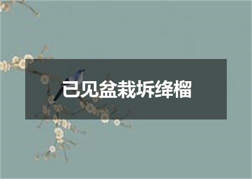 已见盆栽坼绛榴