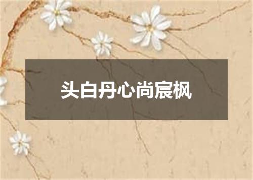头白丹心尚宸枫