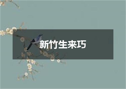 新竹生来巧