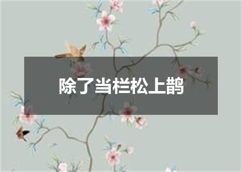除了当栏松上鹊