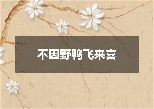 不因野鸭飞来喜