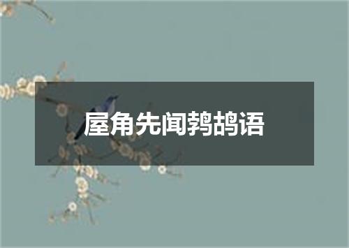 屋角先闻鹁鸪语