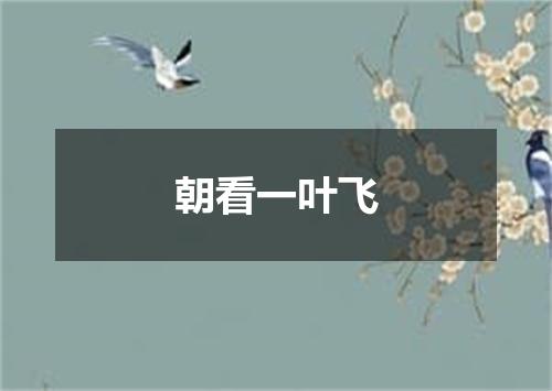 朝看一叶飞