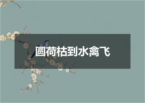 圆荷枯到水禽飞