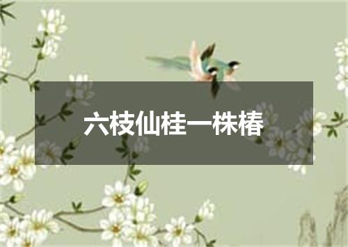 六枝仙桂一株椿