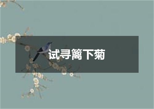 试寻篱下菊