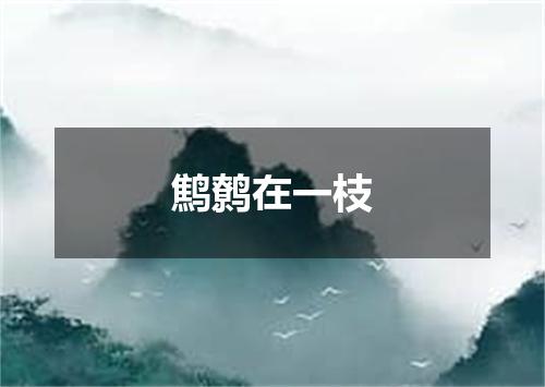 鹪鹩在一枝