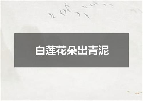 白莲花朵出青泥