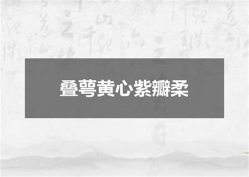 叠萼黄心紫瓣柔