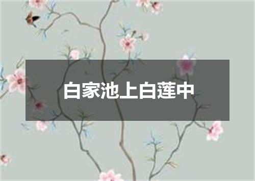 白家池上白莲中