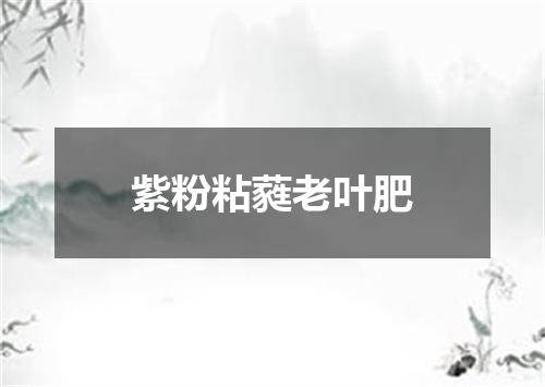 紫粉粘蕤老叶肥