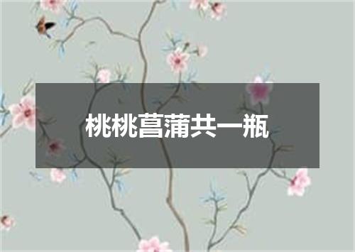 桃桃菖蒲共一瓶