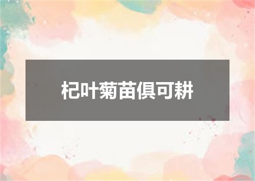 杞叶菊苗俱可耕