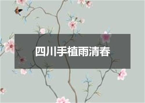 四川手植雨清春