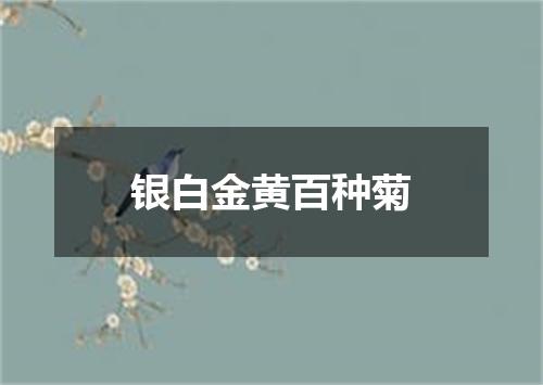 银白金黄百种菊