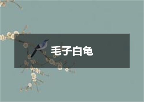毛子白龟