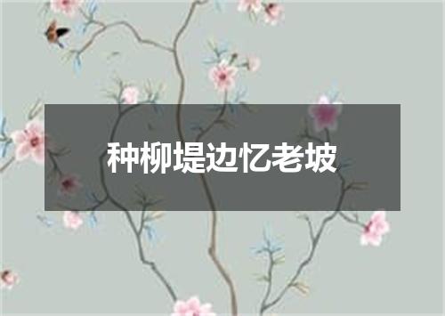 种柳堤边忆老坡