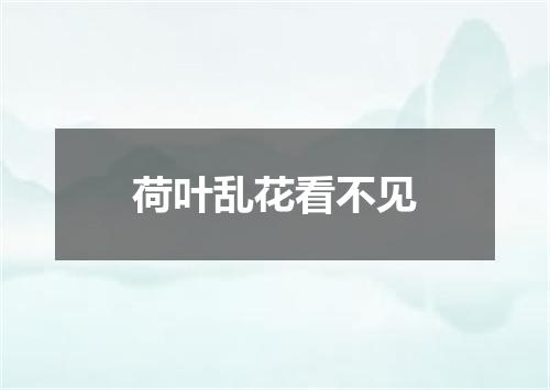 荷叶乱花看不见