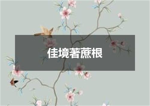 佳境著蔗根