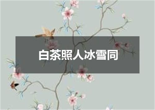 白茶照人冰雪同