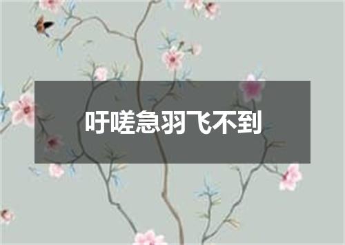 吁嗟急羽飞不到