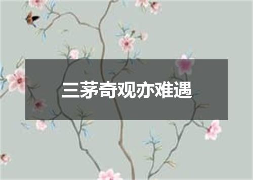 三茅奇观亦难遇