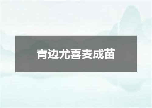 青边尤喜麦成苗