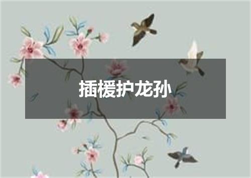 插楥护龙孙