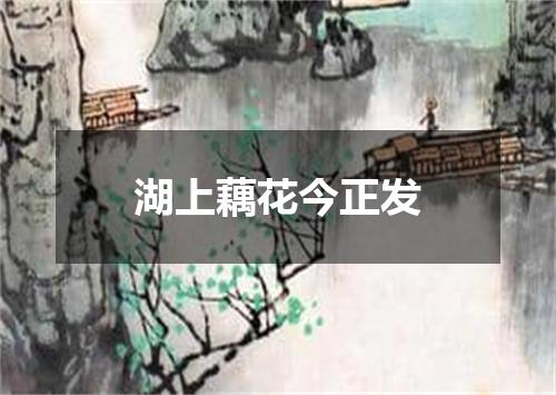 湖上藕花今正发