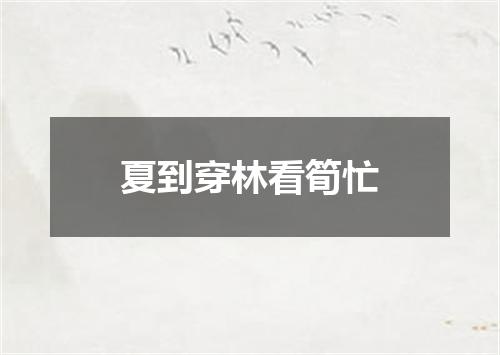 夏到穿林看筍忙