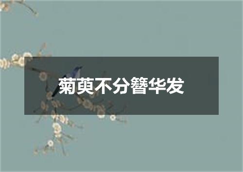菊萸不分簪华发