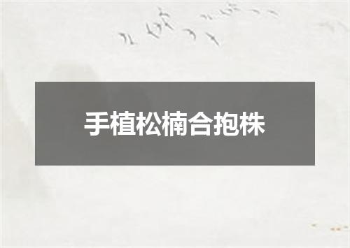 手植松楠合抱株