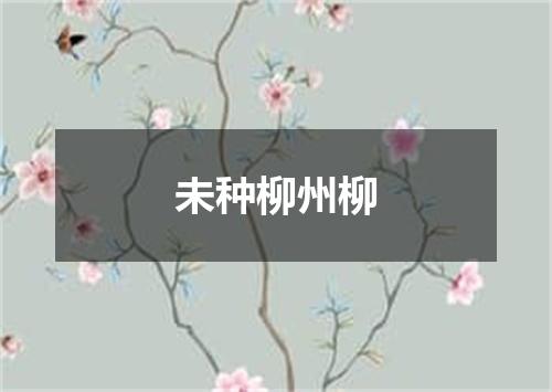 未种柳州柳