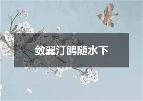 敛翼汀鸥随水下