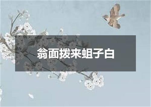 翁面拨来蛆子白