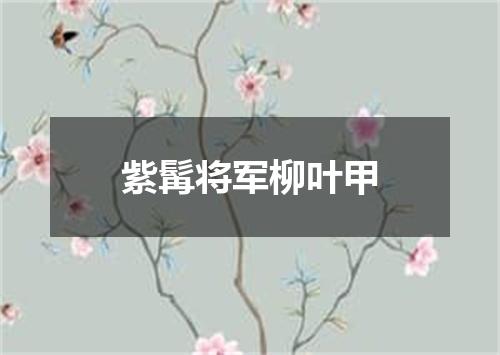紫髯将军柳叶甲
