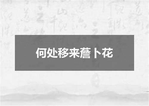 何处移来薝卜花