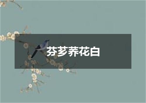 芬芗荞花白