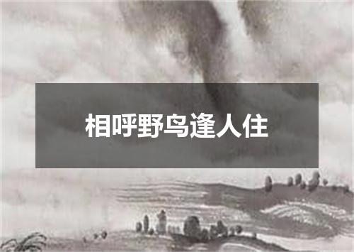 相呼野鸟逢人住