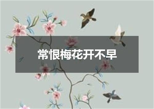 常恨梅花开不早