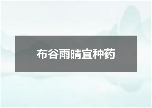 布谷雨晴宜种药