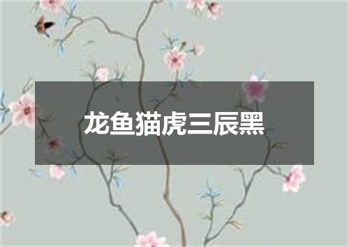 龙鱼猫虎三辰黑