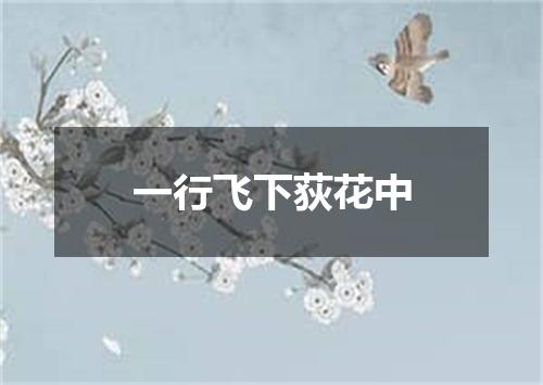 一行飞下荻花中
