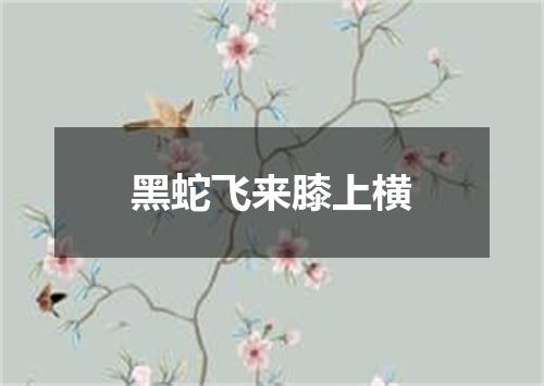 黑蛇飞来膝上横